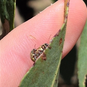 Edusella puberula at Bungendore, NSW - 2 Dec 2024 01:15 PM