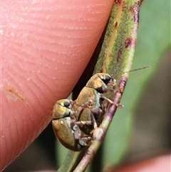 Edusella puberula at Bungendore, NSW - 2 Dec 2024