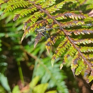 Austroargiolestes icteromelas (Common Flatwing) at Mount Kembla, NSW by BackyardHabitatProject