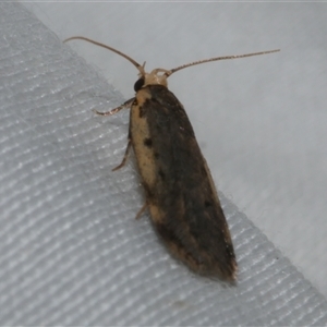 Hoplostega ochroma (a Eulechria Group moth) at Freshwater Creek, VIC by WendyEM