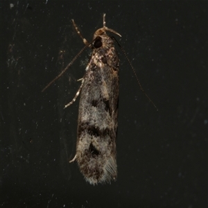 Barea zygophora (Concealer Moth) at Freshwater Creek, VIC by WendyEM