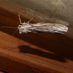 Ciampa arietaria (Brown Pasture Looper Moth) at Freshwater Creek, VIC - 10 Apr 2020 by WendyEM