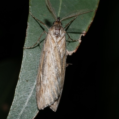 Ciampa arietaria (Brown Pasture Looper Moth) at Freshwater Creek, VIC - 10 Apr 2020 by WendyEM