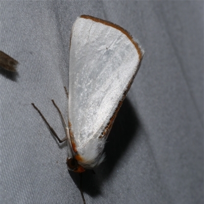 Thalaina selenaea (Orange-rimmed Satin Moth) at Freshwater Creek, VIC - 10 Apr 2020 by WendyEM