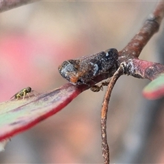 Eurymelinae (subfamily) (Unidentified eurymeline leafhopper) at Bungendore, NSW - 9 Nov 2024 by clarehoneydove