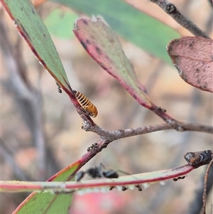 Eurymelinae (subfamily) at Bungendore, NSW - 9 Nov 2024