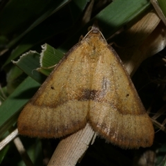 Anachloris subochraria (Golden Grass Carpet (Ennominae)) at Freshwater Creek, VIC - 11 Apr 2020 by WendyEM
