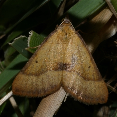 Anachloris subochraria (Golden Grass Carpet (Ennominae)) at Freshwater Creek, VIC - 11 Apr 2020 by WendyEM