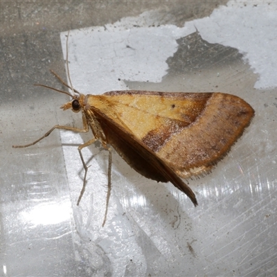 Anachloris subochraria (Golden Grass Carpet (Ennominae)) at Freshwater Creek, VIC - 11 Apr 2020 by WendyEM