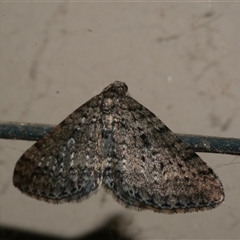 Aponotoreas dascia (Dascia Carpet) at Freshwater Creek, VIC - 10 Apr 2020 by WendyEM