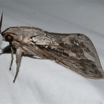 Abantiades marcidus (A ghost moth) at Freshwater Creek, VIC - 10 Apr 2020 by WendyEM