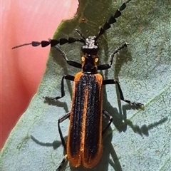 Pseudolycus sp. (genus) (Lycid-mimic oedemerid beetle) at Bungendore, NSW - 2 Dec 2024 by clarehoneydove