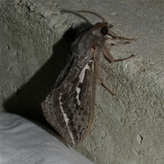 Abantiades (genus) (A Swift or Ghost moth) at Freshwater Creek, VIC - 10 Apr 2020 by WendyEM