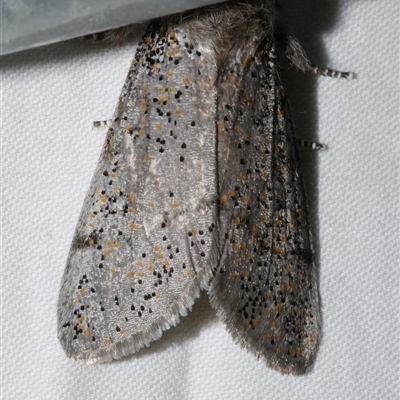 Oenosandra boisduvalii (Boisduval's Autumn Moth) at Freshwater Creek, VIC - 10 Apr 2020 by WendyEM