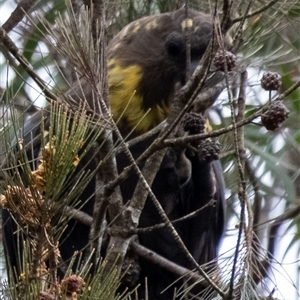 Calyptorhynchus lathami lathami (Glossy Black-Cockatoo) at Penrose, NSW by Aussiegall