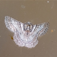 Hypobapta tachyhalotaria (Varied Grey) at Penrose, NSW - 2 Dec 2024 by Aussiegall