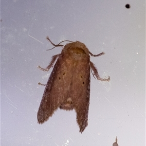 Doratifera quadriguttata and casta (Four-spotted Cup Moth) at Penrose, NSW by Aussiegall