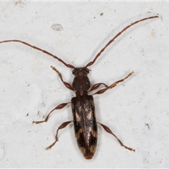 Bethelium diversicorne (Wattle Longhorn) at Melba, ACT - 26 Nov 2024 by kasiaaus