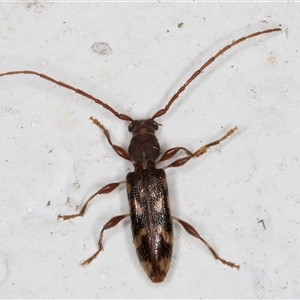 Bethelium diversicorne at Melba, ACT - 26 Nov 2024 11:59 PM