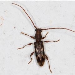 Bethelium diversicorne at Melba, ACT - 26 Nov 2024 11:59 PM