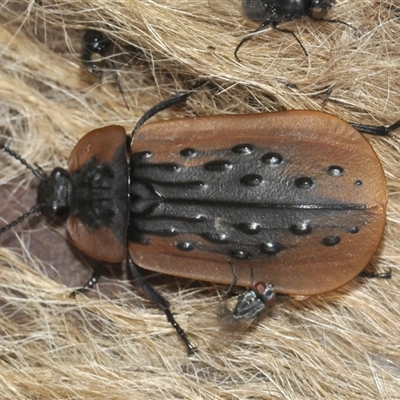 Ptomaphila lacrymosa (Carrion Beetle) at Wee Jasper, NSW - 1 Dec 2024 by Harrisi