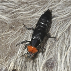 Creophilus erythrocephalus (Devil's coach horse, Rove beetle) at Wee Jasper, NSW - 1 Dec 2024 by Harrisi