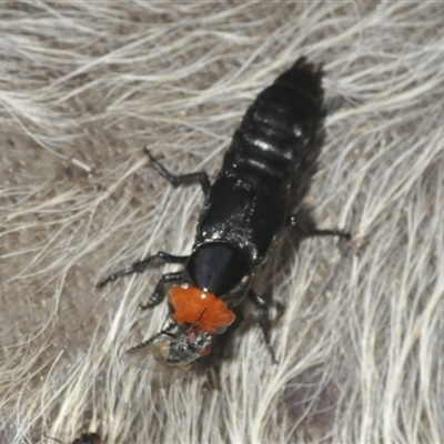 Creophilus erythrocephalus (Devil's coach horse, Rove beetle) at Wee Jasper, NSW - 1 Dec 2024 by Harrisi