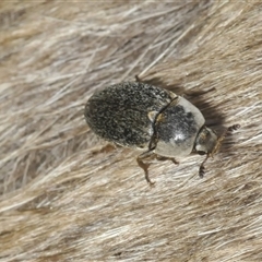 Dermestes maculatus (Hide beetle) at Wee Jasper, NSW - 1 Dec 2024 by Harrisi