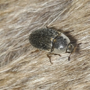 Dermestes maculatus at Wee Jasper, NSW - 1 Dec 2024 03:38 PM