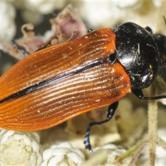 Castiarina rufipennis at Yarralumla, ACT - 2 Dec 2024 09:21 PM