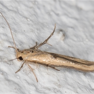 Stathmopoda hyposcia at Melba, ACT - 27 Nov 2024 11:49 PM