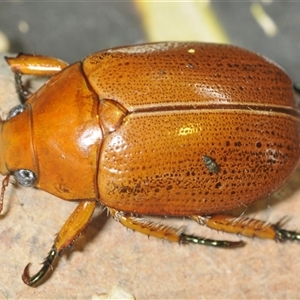 Anoplognathus porosus (Porosus Christmas beetle) at Kambah, ACT by Harrisi