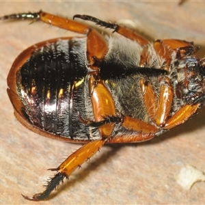 Anoplognathus porosus at Kambah, ACT - 2 Dec 2024