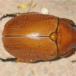 Anoplognathus porosus at Kambah, ACT - 2 Dec 2024