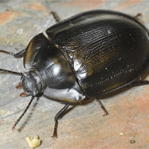 Unidentified Darkling beetle (Tenebrionidae) at Kambah, ACT by Harrisi