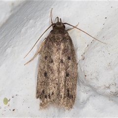 Anaptilora (genus) (A Concealer moth (Autostichinae)) at Melba, ACT - 27 Nov 2024 by kasiaaus