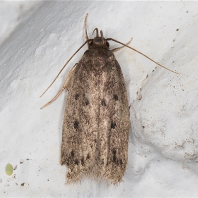 Anaptilora (genus) (A Concealer moth (Autostichinae)) at Melba, ACT - 27 Nov 2024 by kasiaaus