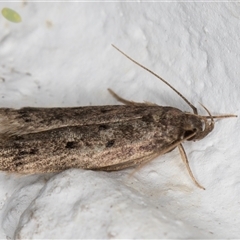 Anaptilora (genus) at Melba, ACT - 27 Nov 2024 11:50 PM