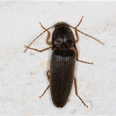 Monocrepidus sp. (genus) (Click beetle) at Melba, ACT - 27 Nov 2024 by kasiaaus