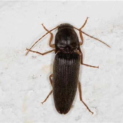 Monocrepidus (genus) (Click beetle) at Melba, ACT - 27 Nov 2024 by kasiaaus