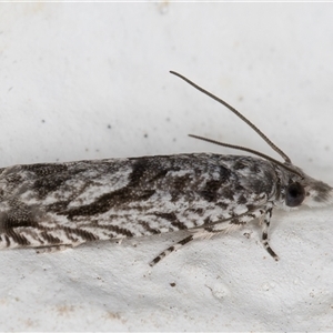 Holocola thalassinana (A Leafroller Moth) at Melba, ACT by kasiaaus