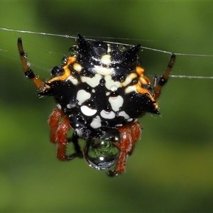 Austracantha minax at Parkes, ACT - 30 Nov 2024