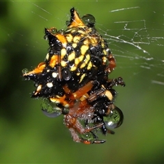 Austracantha minax at Parkes, ACT - 30 Nov 2024