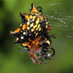 Austracantha minax at Parkes, ACT - 30 Nov 2024 11:45 AM