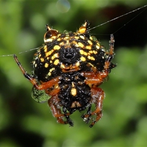 Austracantha minax at Parkes, ACT - 30 Nov 2024