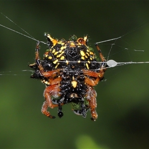 Austracantha minax at Parkes, ACT - 30 Nov 2024 11:45 AM