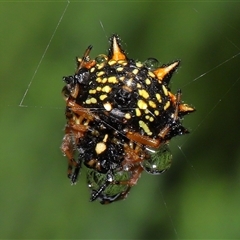 Austracantha minax at Parkes, ACT - 30 Nov 2024 11:45 AM