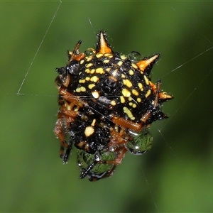 Austracantha minax at Parkes, ACT - 30 Nov 2024 11:45 AM