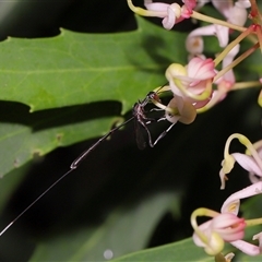 Gasteruption sp. (genus) (Gasteruptiid wasp) at Acton, ACT - 29 Nov 2024 by TimL