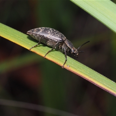 Lepispilus sp. (genus) (Yellow-spotted darkling beetle) at Dalmeny, NSW - 30 Nov 2024 by Bushrevival